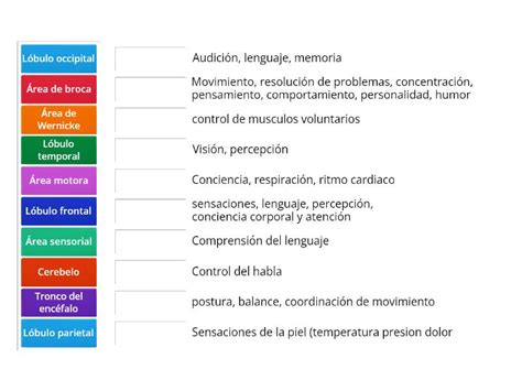 Areas Y Lobulos Del Cerebro Con Sus Funciones Match Up