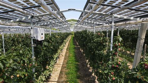 Agri Photovoltaik Strom und Obst ernten Bioökonomie de