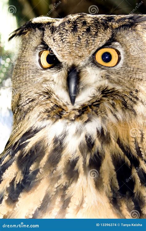 Portrait Of Wise Owl Stock Photo Image Of Feathers Beak 13396374