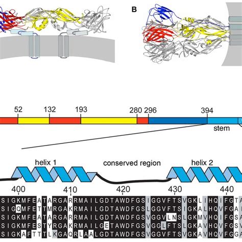 Conformational States Of The Dengue Virus E Protein And Sequences Of