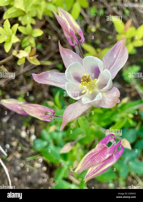 Pink Columbine Hi Res Stock Photography And Images Alamy