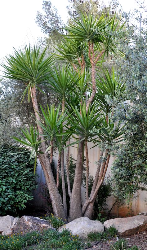 Yucca Plant Pool Landscaping Yucca Tree Backyard Landscaping