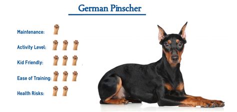 German Pinscher Dog Breed… Everything That You Need to Know at a Glance!