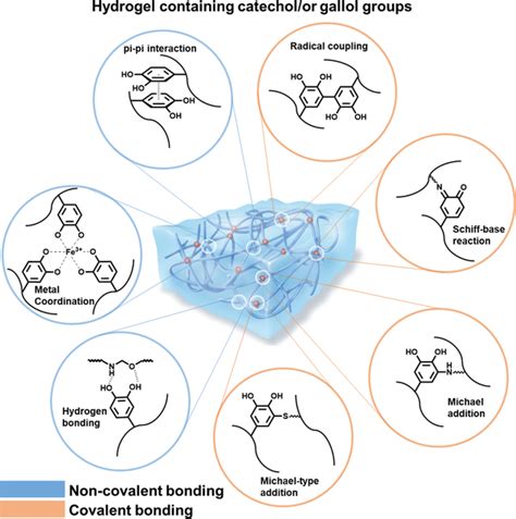 Crosslinking Mechanisms Of Catecholconjugated Polymers For Hydrogel