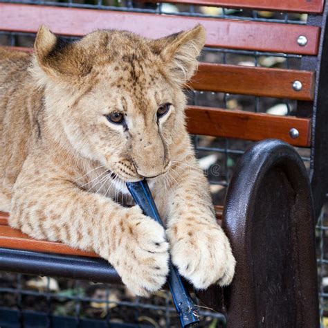 Lion Gnawing On Raw Meat Stock Photo Image Of Eating 27218354