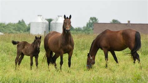 Morgan Horse: Characteristics, Colors, And Temperament