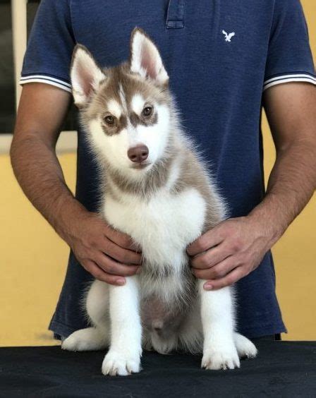 Husky Siberiano Manto Rojo El Mejor Criadero De México