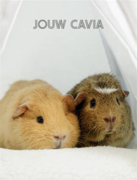 Jouw Cavia Jeroen Van Dongen Boek 9789083239446 Bruna