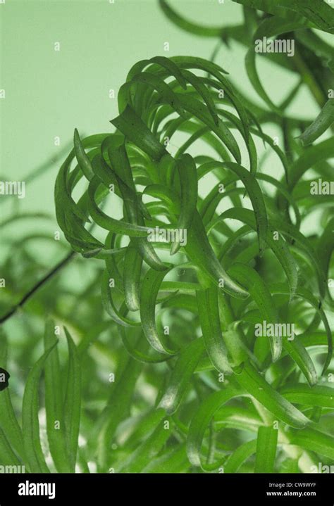 Planta acuática elodea fotografías e imágenes de alta resolución Alamy