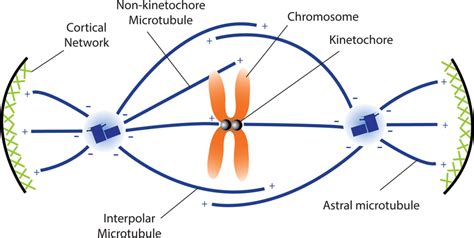 The mitotic spindle is composed of different populations of ...