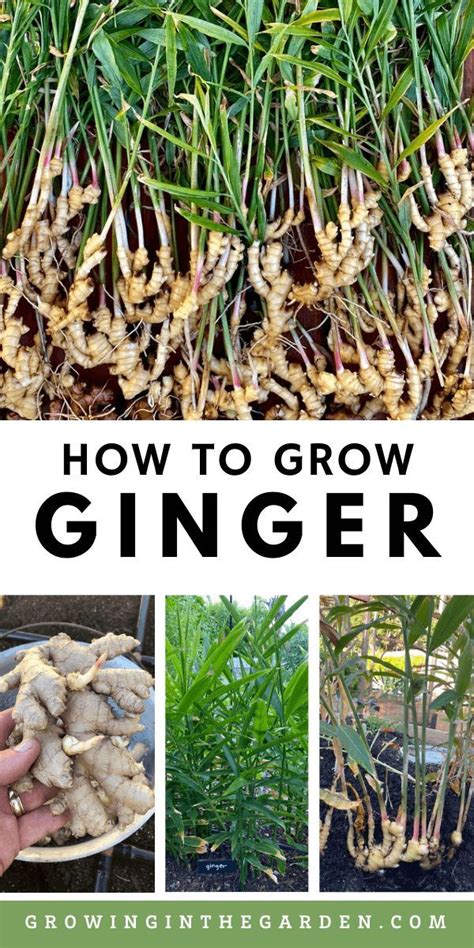 How To Grow Ginger In The Garden With Text Overlay That Reads How To