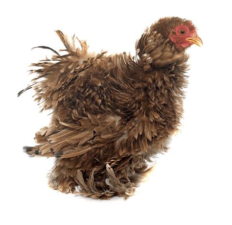 Frizzle Chicken Breed Profile Care Guide And More Frizzle Chickens