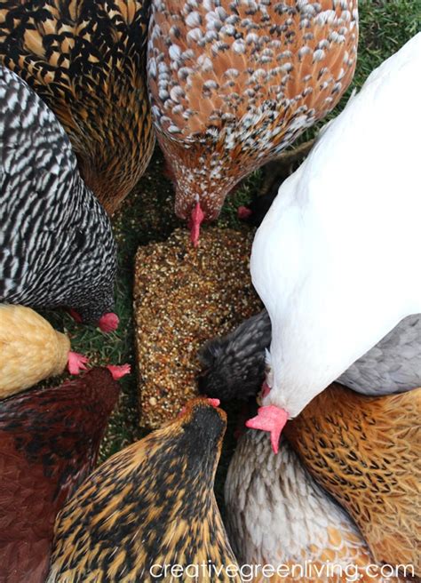 How To Make A Snack Block For Your Flock A Diy Flock Block Copycat