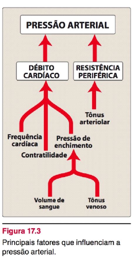 Bases Fisiológicas Da Pressão Arterial E Mecanismos Iniciais Dos