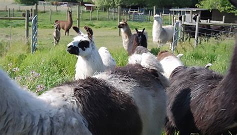 Rainbow Ridge Llama Ranch Quality Llamas For Sale Stud Service