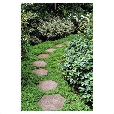 Ground cover for shade path | Beautiful backyards, Back gardens, Ground ...