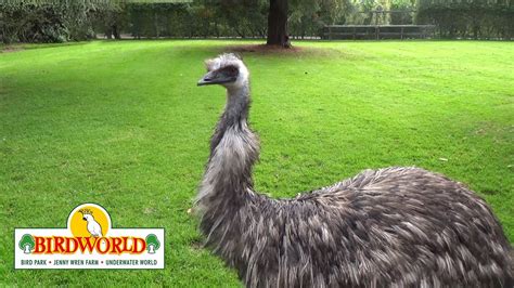 Forest The Emu At Birdworld In Farnham Surrey Live