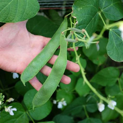 Graines Haricots d Espagne bio La Boîte à Graines