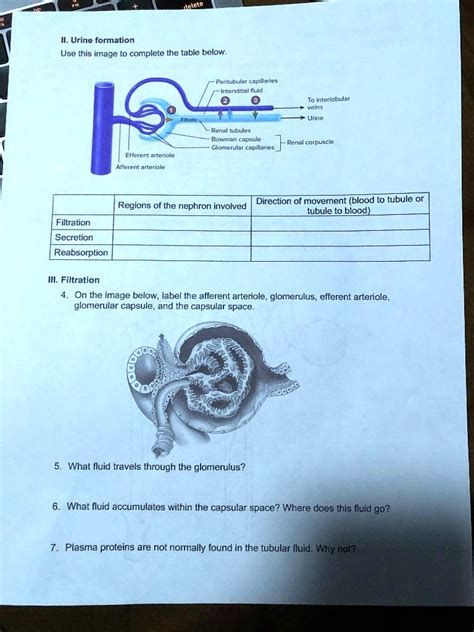 SOLVED Urine Formation Use This Image To Complete The Table Below