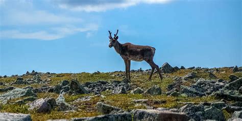 Parc National de la Gaspésie wildlife location in Canada, North America ...