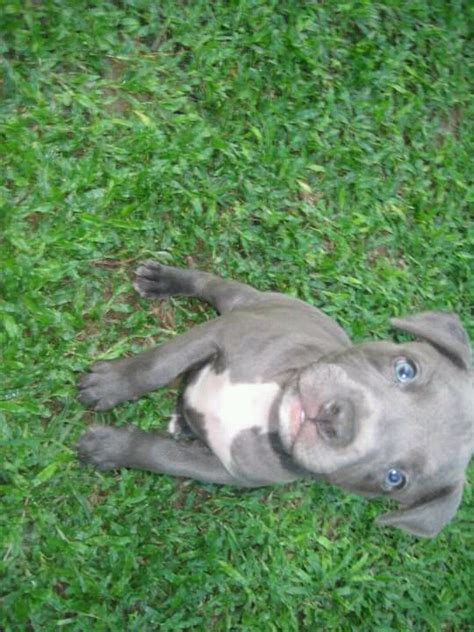 View Image 1 For Blue Nose Pitbull Puppies For Adoption Vancouver