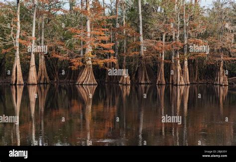 Giant Cypress Tree Hi Res Stock Photography And Images Alamy