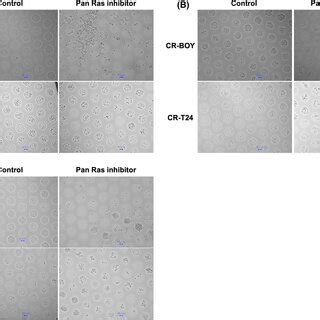 Compound 3144 Inhibited Spheroid Formation In GEMR CDDPR And