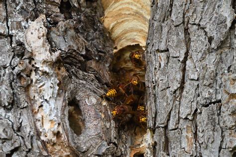 Hornissen am Nest Europäische Hornisse Vespa crabro c Flickr