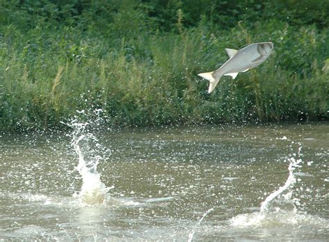 Jumping Silver carp photo and wallpaper. Cute Jumping Silver carp pictures