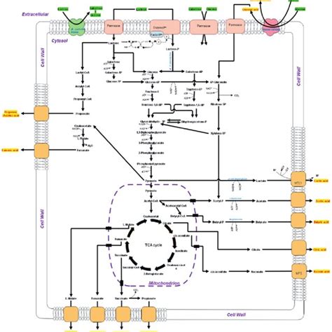 Some Of The Microbial Metabolic Pathways For The Synthesis Of Organic