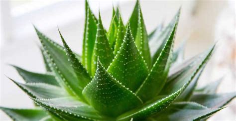 Aloe Vera- Wonders of the spiky green plant - GOQii