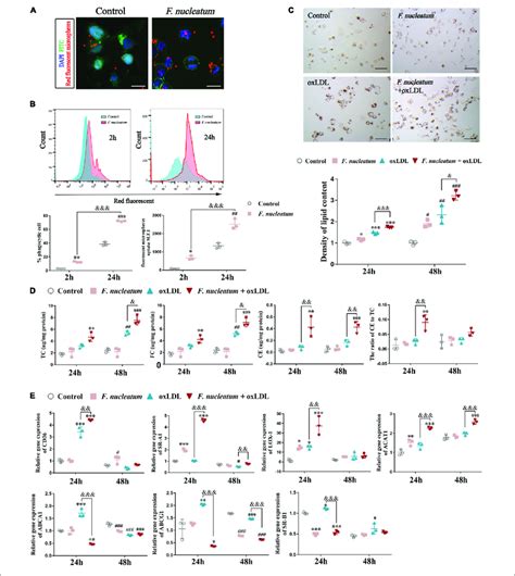 F Nucleatum Promotes Macrophage Phagocytosis And Foam Cell