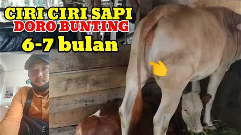 CIRI CIRI SAPI DORO BUNTING 6 7 BULAN DENGAN KANTOS SUSU MASIH KEMPET