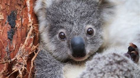 Koala Longleat Safari Park Welcome Southern Koala Joey Bbc Newsround