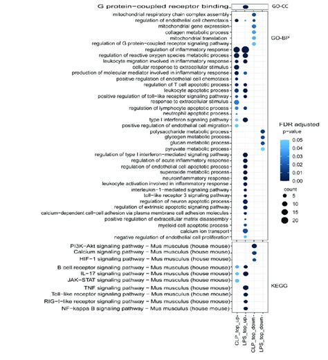 Functional Enrichment Analysis Of Differential Gene Expressions Degs