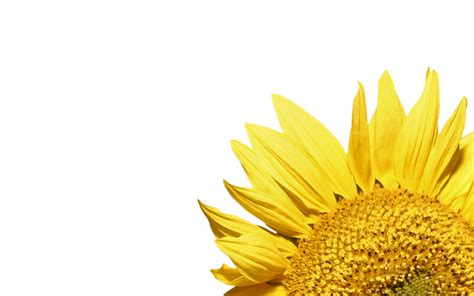 Sunflower Png Image Purepng Free Transparent Cc0 Png Image Library