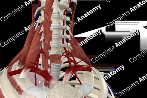 Scalenus Posterior Muscle Complete Anatomy