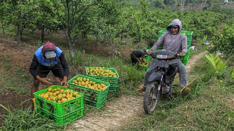 Alih Fungsi Lahan Pertanian Padi Menjadi Kebun Jeruk Di Malang Foto