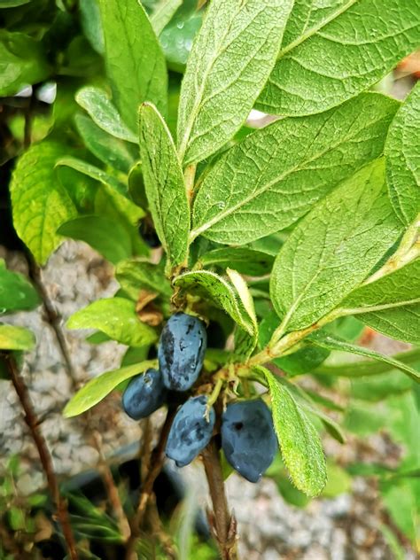 Blåbärstry Honungsbär Haskap Blue Star Plantpost