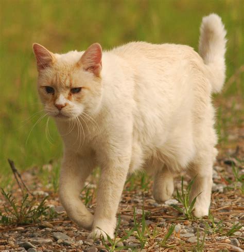 Letters From Shenanigan Valley Idaho Pussy Willows And Cats