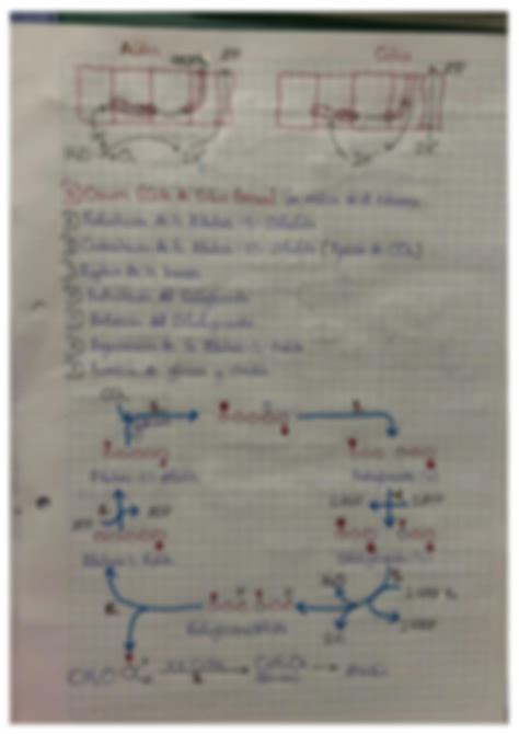 SOLUTION Esquemas Explicativos De La Fotos Ntesis Y Respiraci N