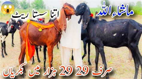 Goats Farming Asif Bhai Ki Cheap Rate Main Bachon Wali Or Gabhan