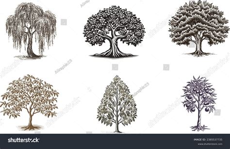 Vintage Engravings Tree Illustration Set Stock Vector Royalty Free