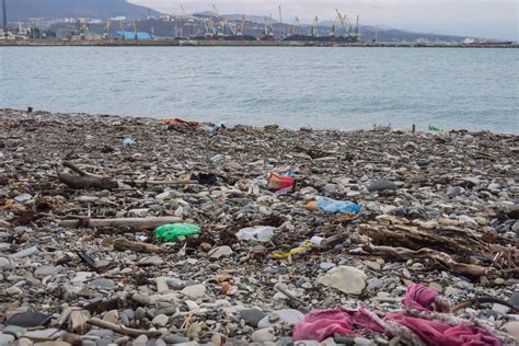 Hongo Que Come Pl Stico Descubierto En La Gran Mancha De Basura Del