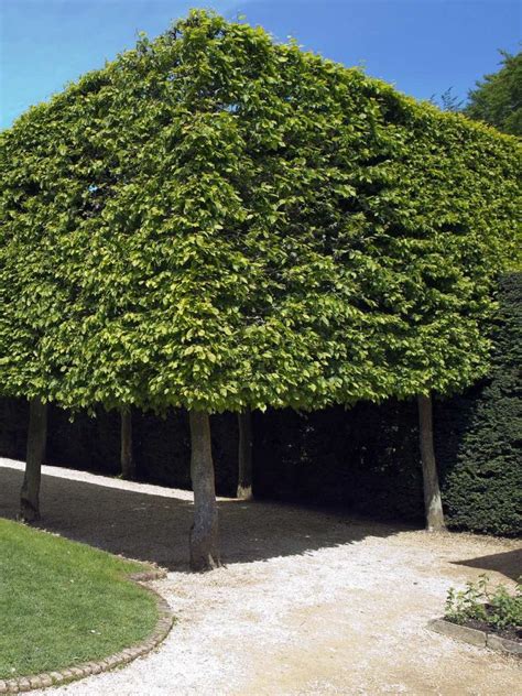 Leibomen Voor Meer Privacy In Je Tuin KleineTuinen Nl