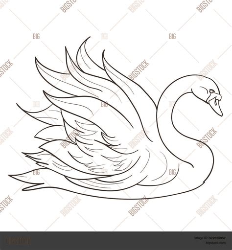 Sketch Beautiful Swan Vector And Photo Free Trial Bigstock