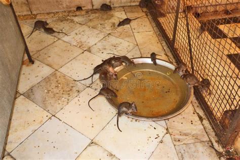 Ratas Sagradas Bebiendo Leche En El Famoso Templo De Karni Mata De