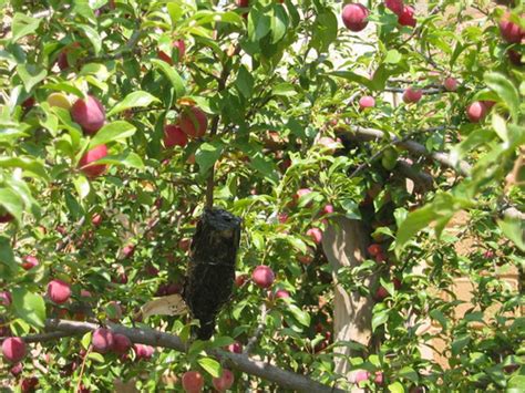 Árboles Frutales Manzanos Ciruelos Chabacanos Duraznos Meses