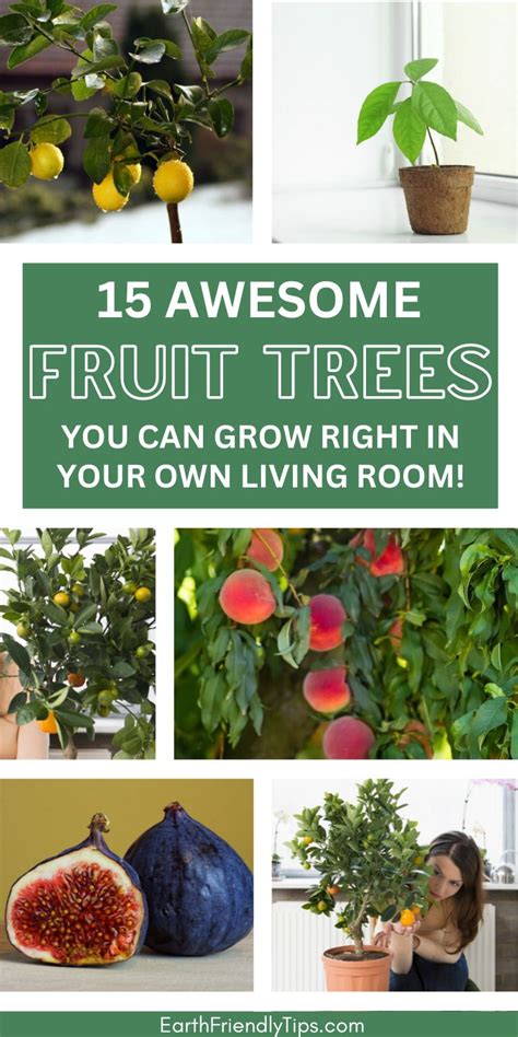 Best Indoor Fruit Trees To Grow At Home Artofit