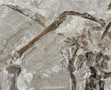 Amphibian - Fossil skeleton - PALAEOBATRACHUS - 16 cm - 10 cm - Catawiki